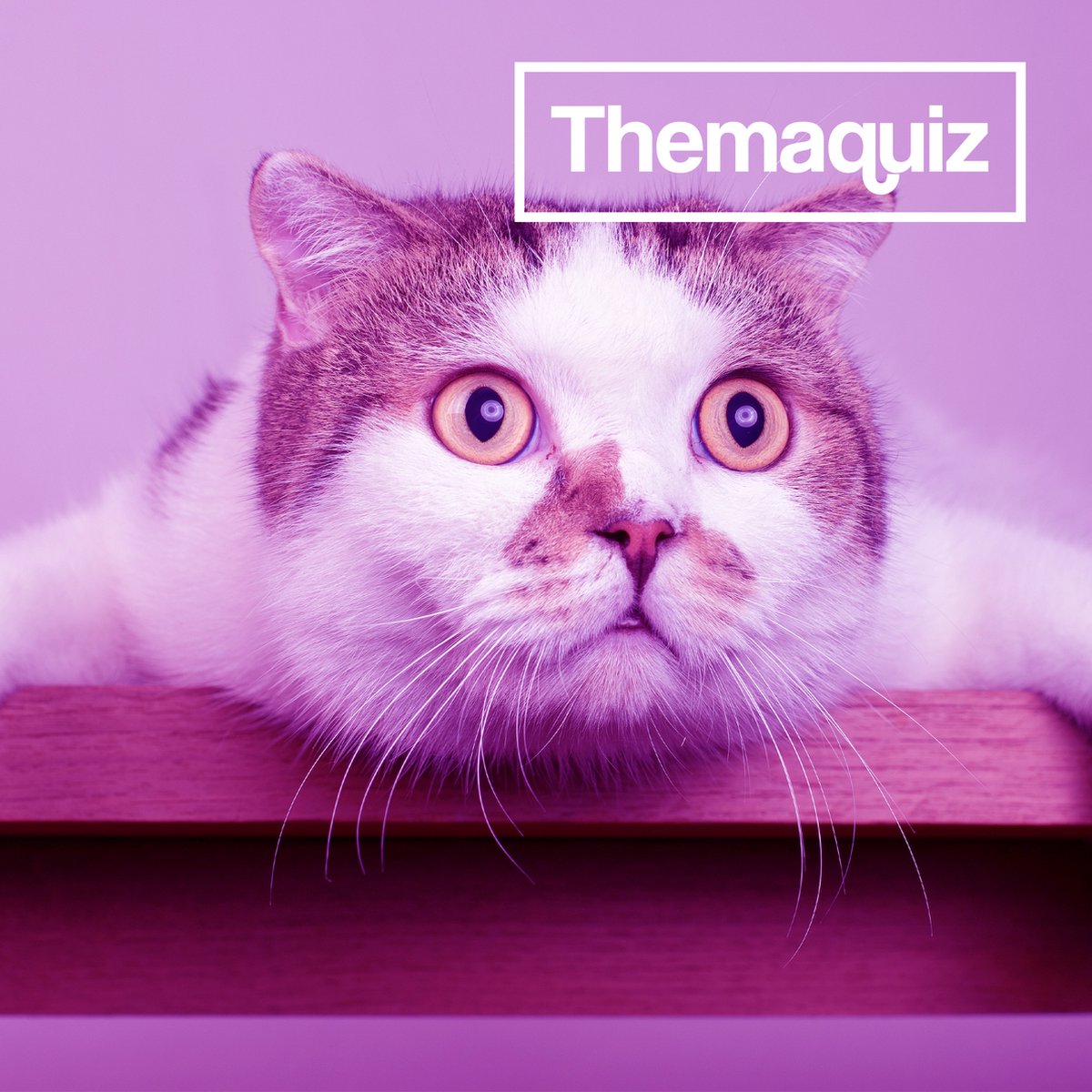 De grappigefeitjes quiz | Pubquiz voor thuis | Ontvang via de mail | Quizstrijd